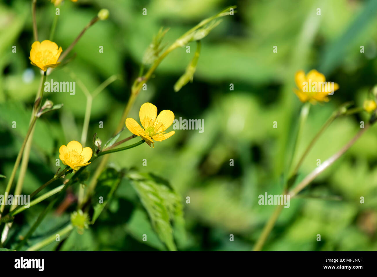 Hell gelbe Blumen wiese Hahnenfuß (Ranunculus acris Stockfotografie - Alamy