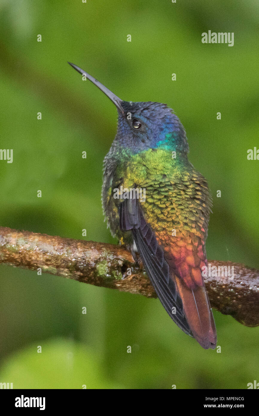 Golden-Tailed Sapphire Hummingbird männlich (Chrysuronia oenone) Ecuador Stockfoto