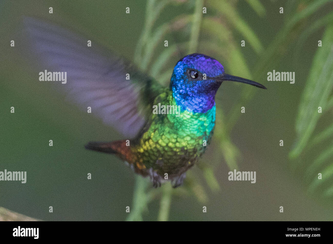 Golden-Tailed Sapphire Hummingbird männlichen Fliegen (Chrysuronia oenone) Ecuador Stockfoto