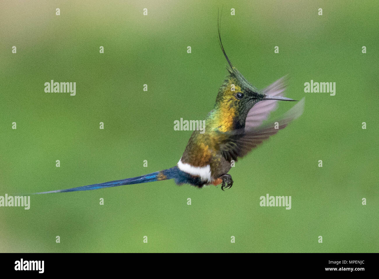 Wire-Crested Thorntail Hummingbird männlichen Fliegen (Discosura popelarii) Ecuador Stockfoto