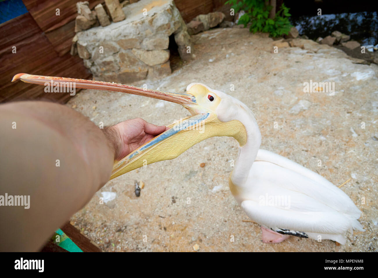 Pelikan im Zoo. Ein Mann ist ein Pelikan. Stockfoto