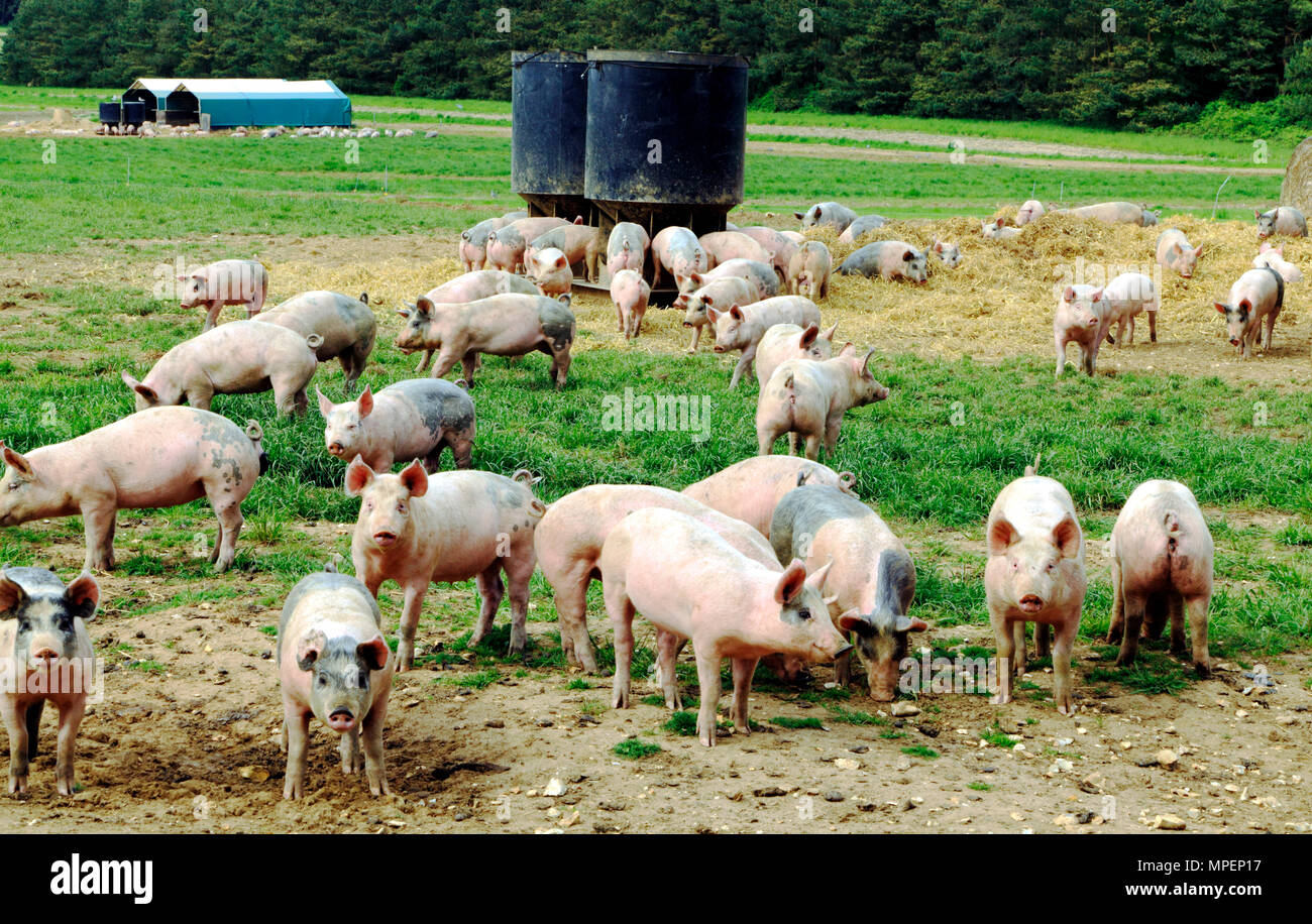 Schweinefarm, offenes Feld für die Schweine, Norfolk, England Großbritannien Stockfoto