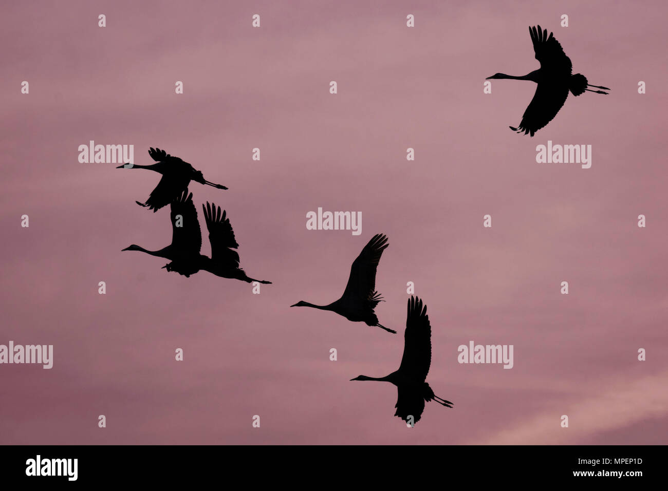 Kraniche (Grus Grus) in Navalcan Reservoir, Toledo, Spanien. Stockfoto