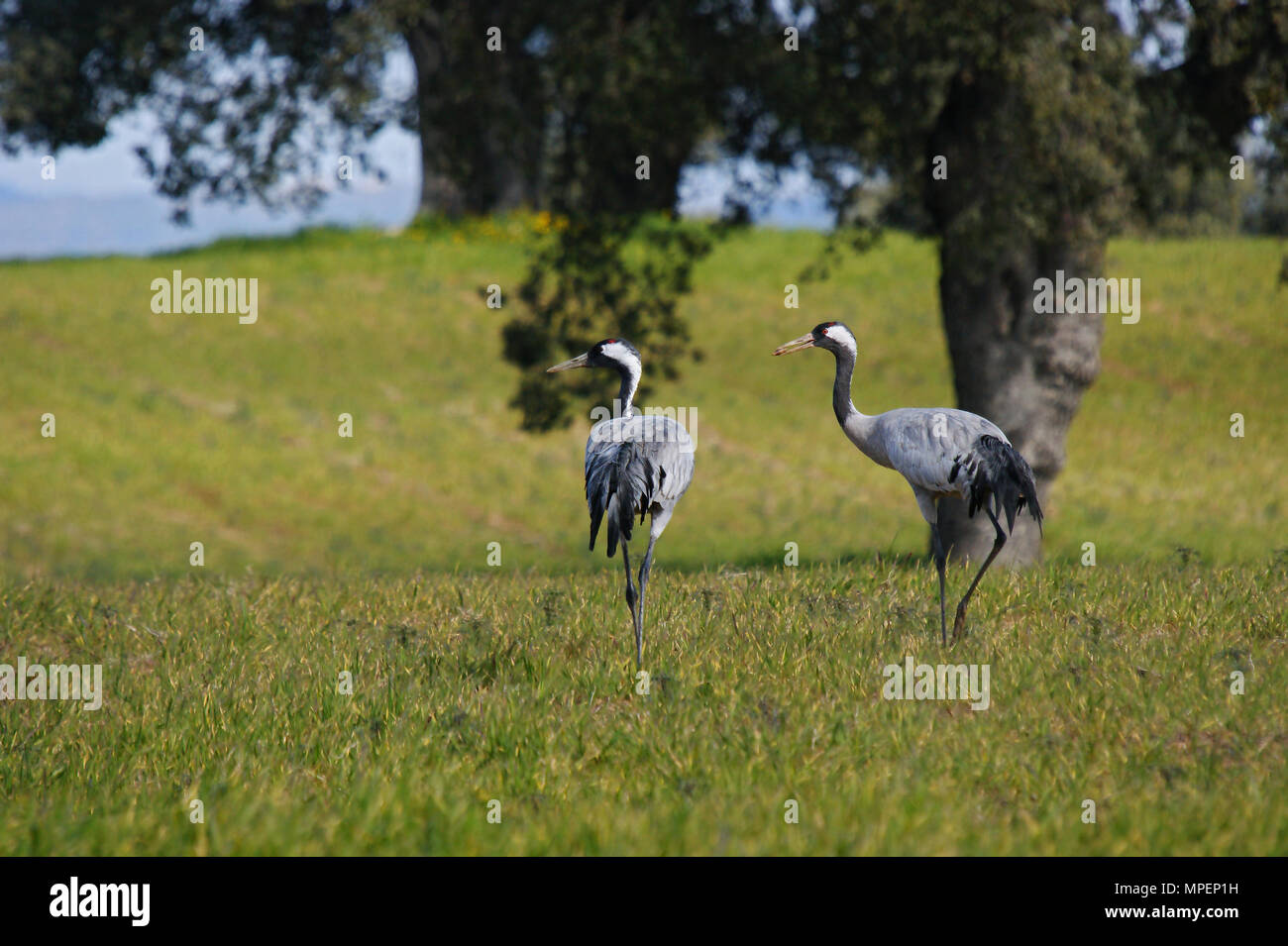 Kraniche (Grus Grus) in Navalcan Reservoir, Toledo, Spanien. Stockfoto