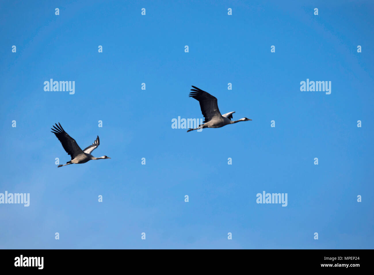 Kraniche (Grus Grus) in Navalcan Reservoir, Toledo, Spanien. Stockfoto