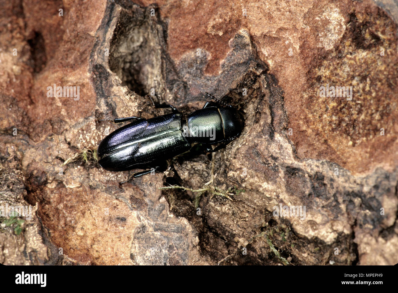 Borkenkäfer' Trogossitidae spec. Temnochila chloridia'. Live Eichenrinde, plötzlicher Eiche Tod. Stockfoto