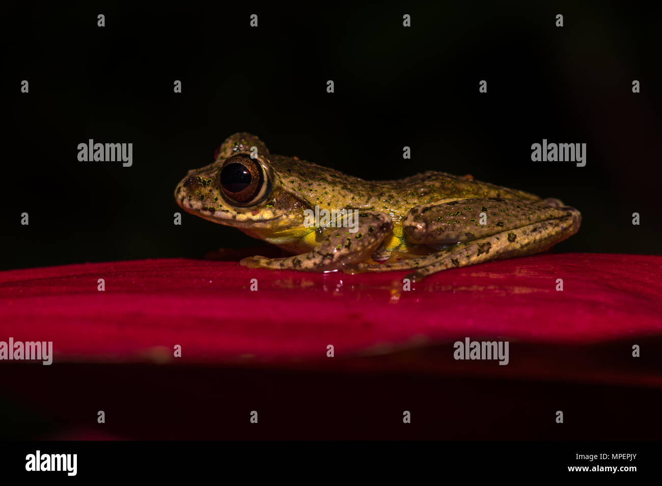 Madagaskar Frosch (Boophis Idae) sitzt auf Blatt, Andasibe Nationalpark, Madagaskar Stockfoto