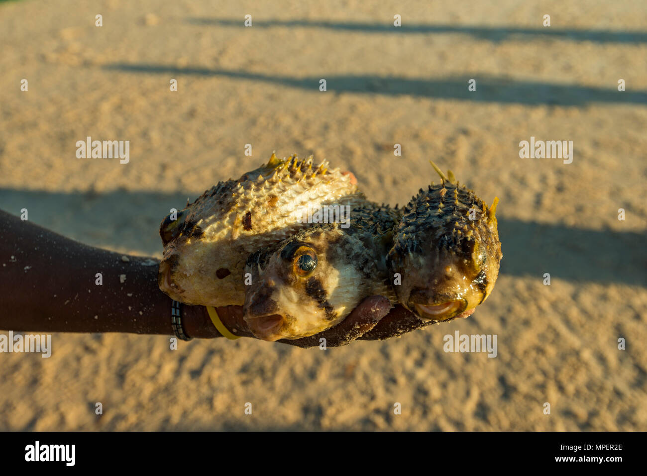 Ein Fischer in Mosambik hält einen toten Kugelfisch Tetraodontidae. Stockfoto