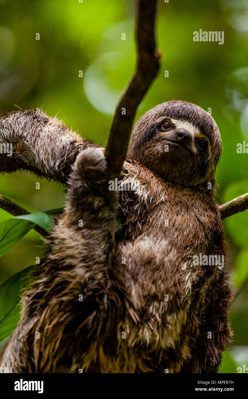 Das pacaya-samiria finden in Peru am Oberlauf des Amazonas ist ein fantastischer Ort für Exploration und Wildlife Viewing Stockfoto