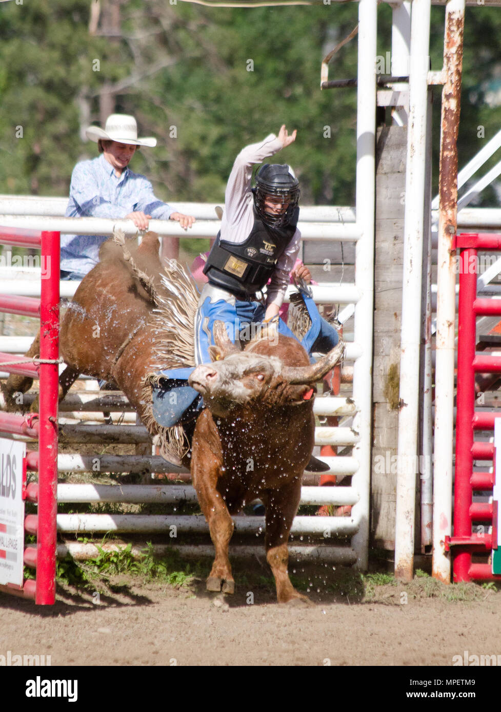 Bull-riding-Rider ist eine Herausforderung, eine sehr verärgert, wütend 2000 lbs Stier auf dem Rücken zu bleiben - die gefährlichsten acht Sekunden Sport. Stockfoto