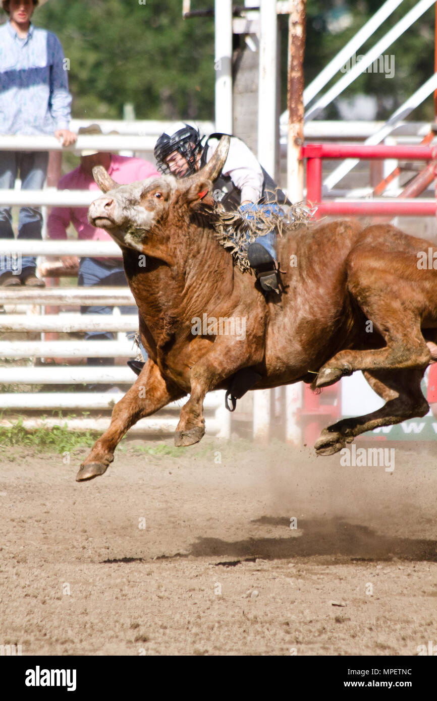 Bull-riding-Rider ist eine Herausforderung, eine sehr verärgert, wütend 2000 lbs Stier auf dem Rücken zu bleiben - die gefährlichsten acht Sekunden Sport. Stockfoto