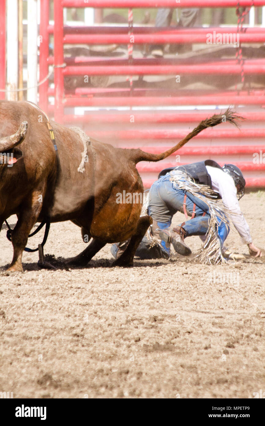 Bull-riding-Rider ist eine Herausforderung, eine sehr verärgert, wütend 2000 lbs Stier auf dem Rücken zu bleiben - die gefährlichsten acht Sekunden Sport. Stockfoto