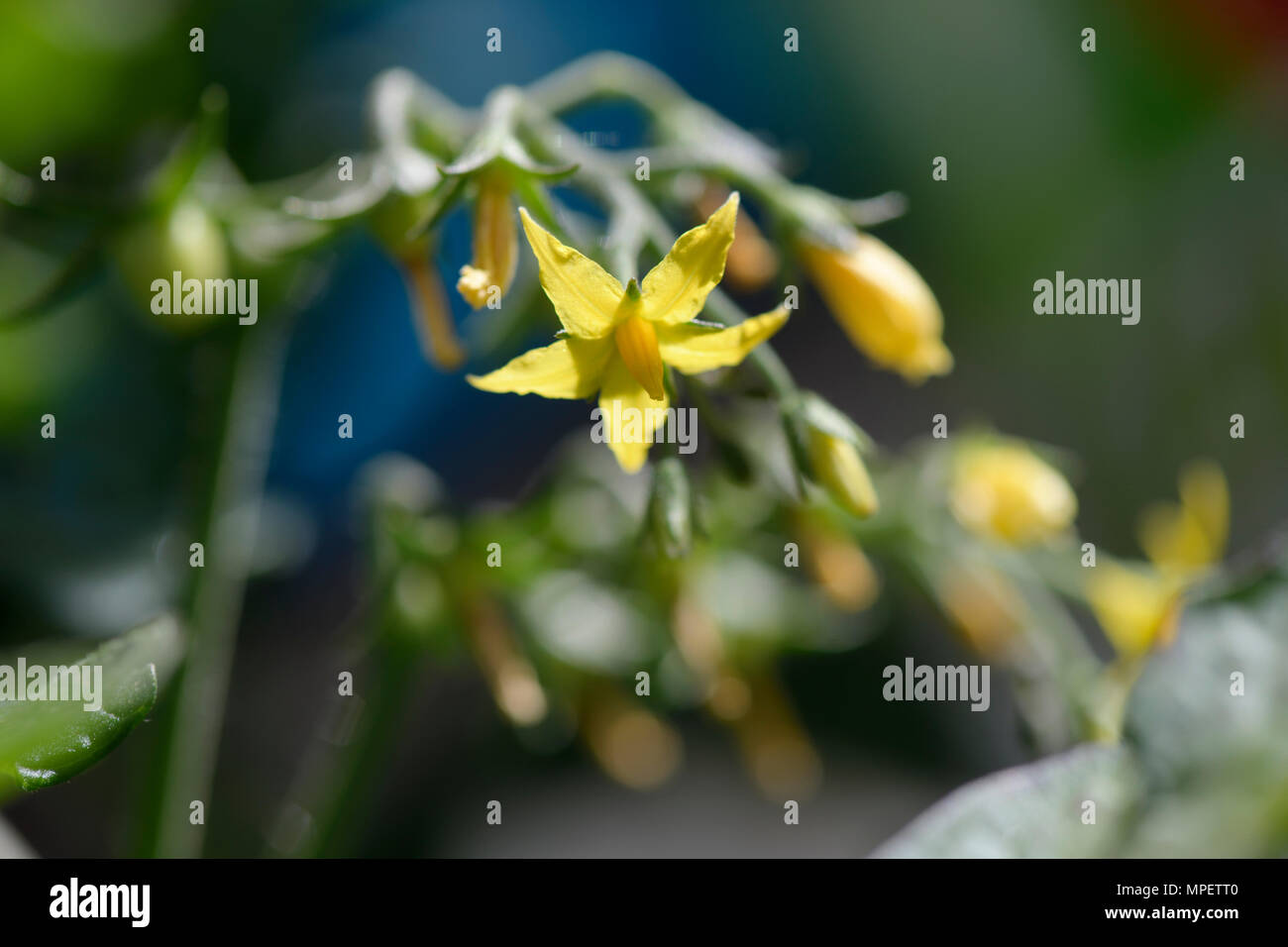 Nahaufnahme von Cherry Tomaten Blüten gelbe Blume Stockfoto