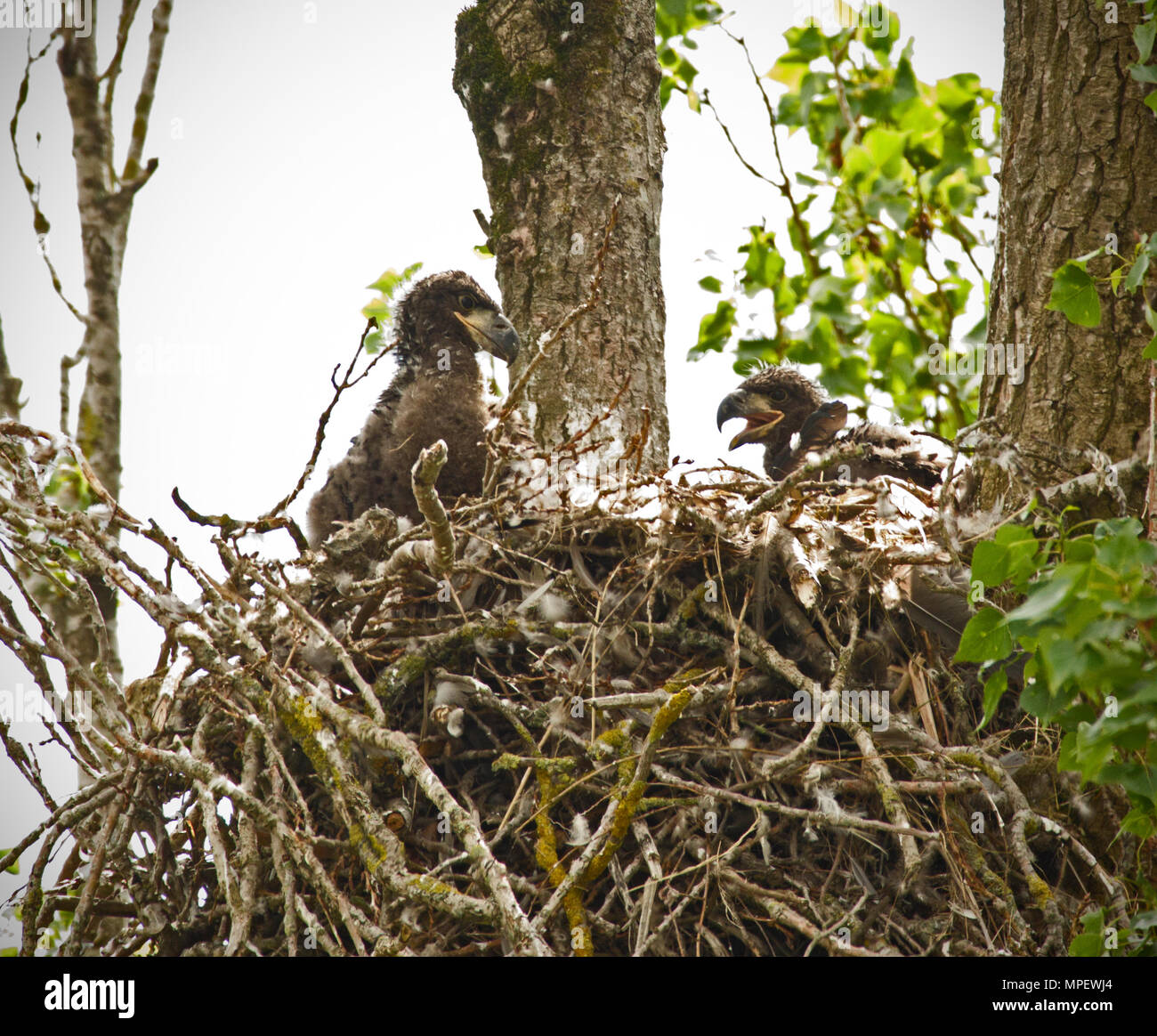 Junge Adler in ihrem Nest Stockfoto