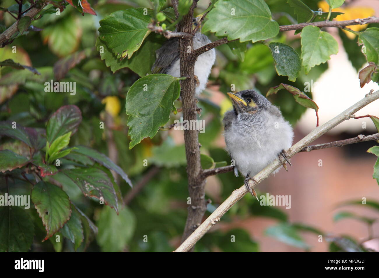 Laut Miner Küken auf Hibiscus Zweig (Manorina Melanocephala) Stockfoto