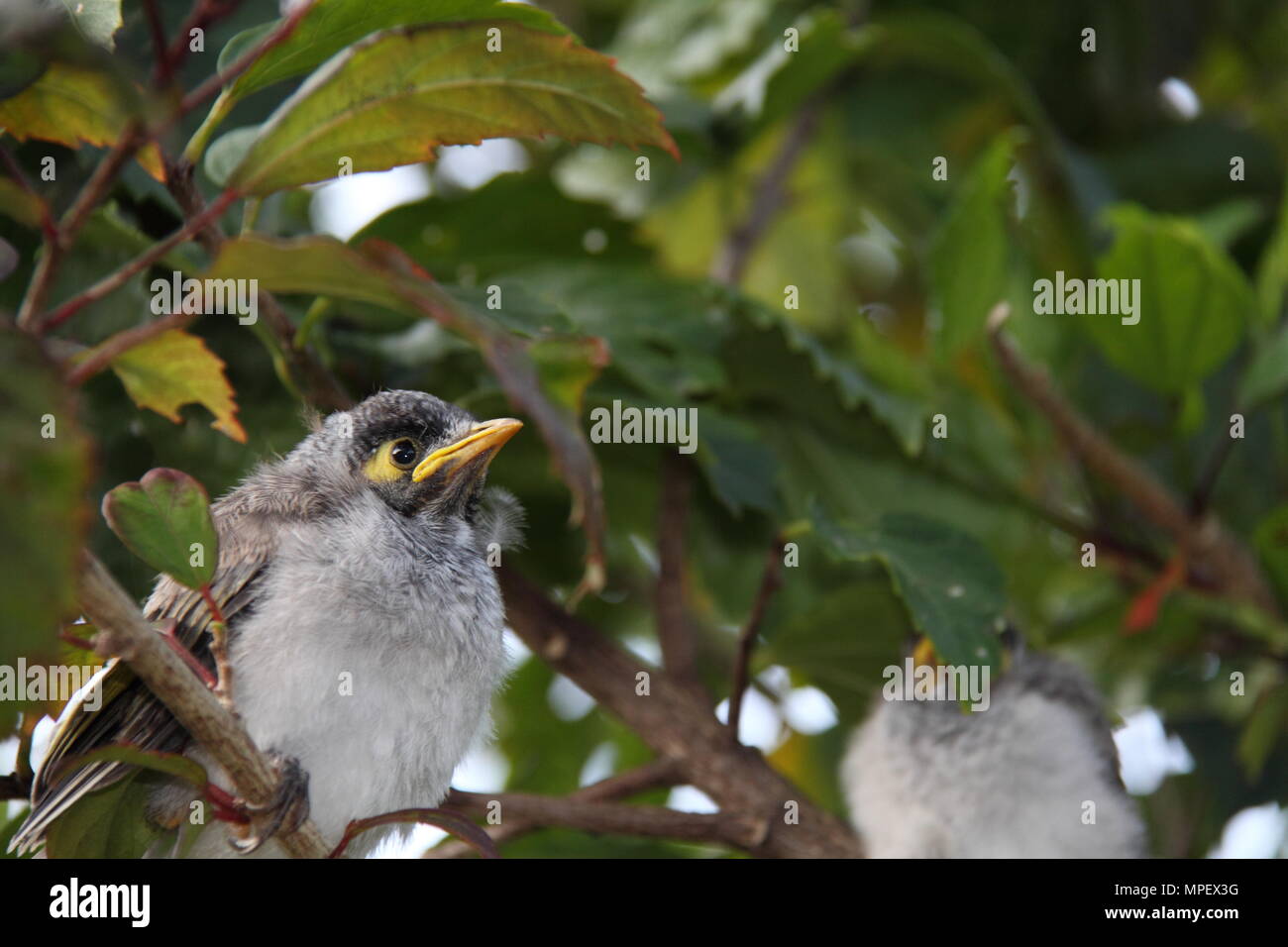 Laut Miner Küken auf Hibiscus Zweig (Manorina Melanocephala) Stockfoto