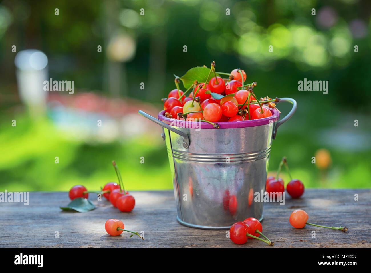 Sweet cherry in kleinen Schaufel auf hölzernen Tisch Reif Stockfoto