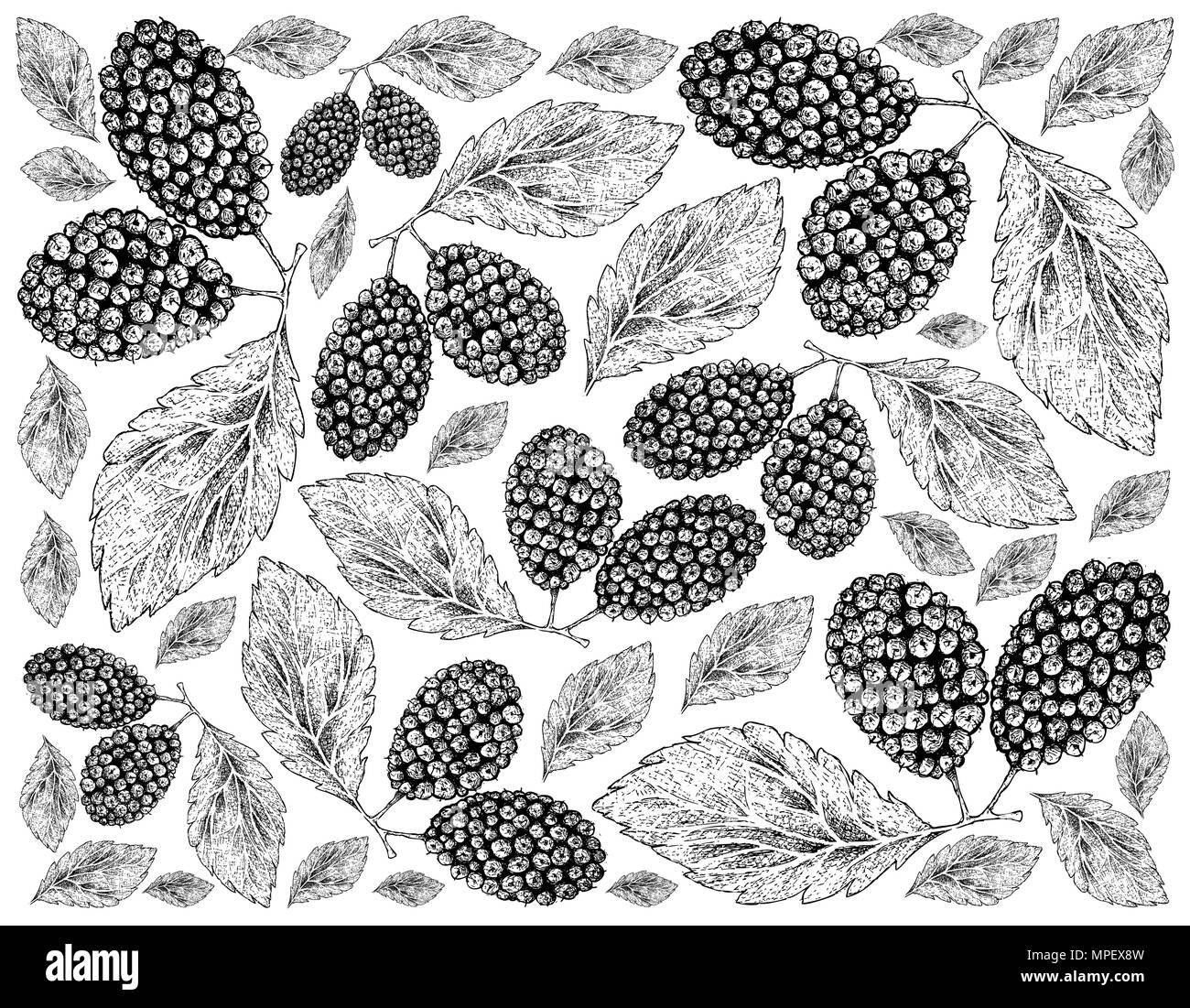 Tropische Früchte, Illustration Wallpaper von Hand gezeichnete Skizze frischen süßen schwarzen Maulbeeren oder Morus nigra Früchte isoliert auf weißem Hintergrund. Stockfoto