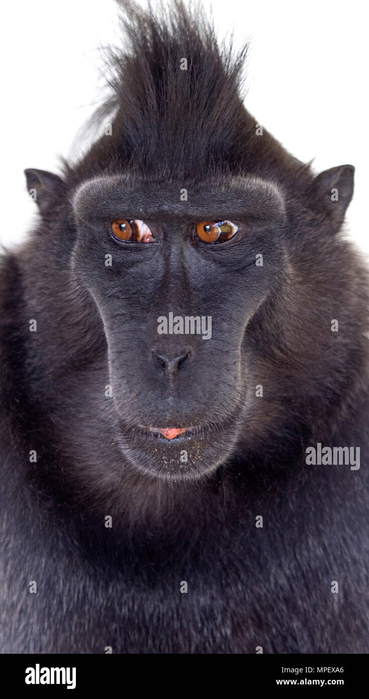 Crested macaque Macaca nigra auch als Crested schwarzen Makaken bekannt, Sulawesi crested Makaken, oder die Schwarze ape Stockfoto