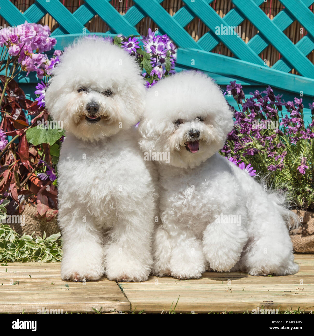 Bichon frise Stockfoto