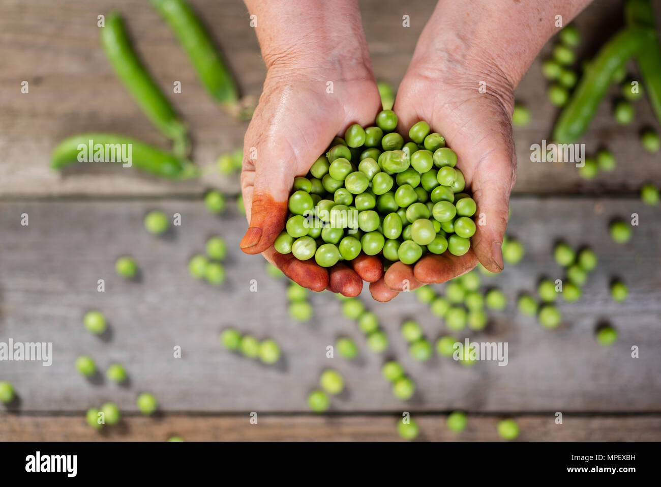 Ältere Frauen in den Händen der Erbsen Stockfoto