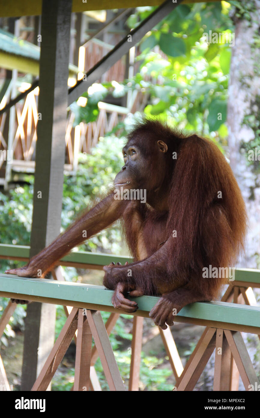 Malaysia Borneo Rainforest Orang Utan Hängen am Baum Stockfoto