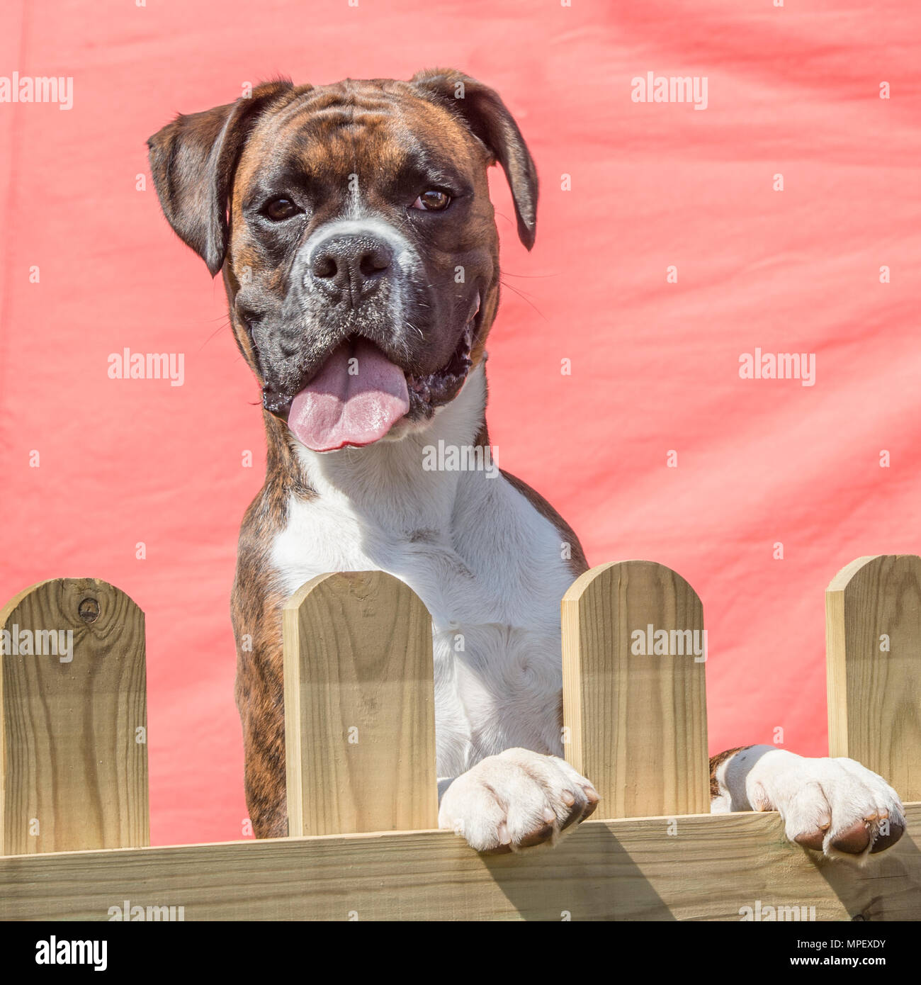 Boxer Hund über einen Zaun Stockfoto