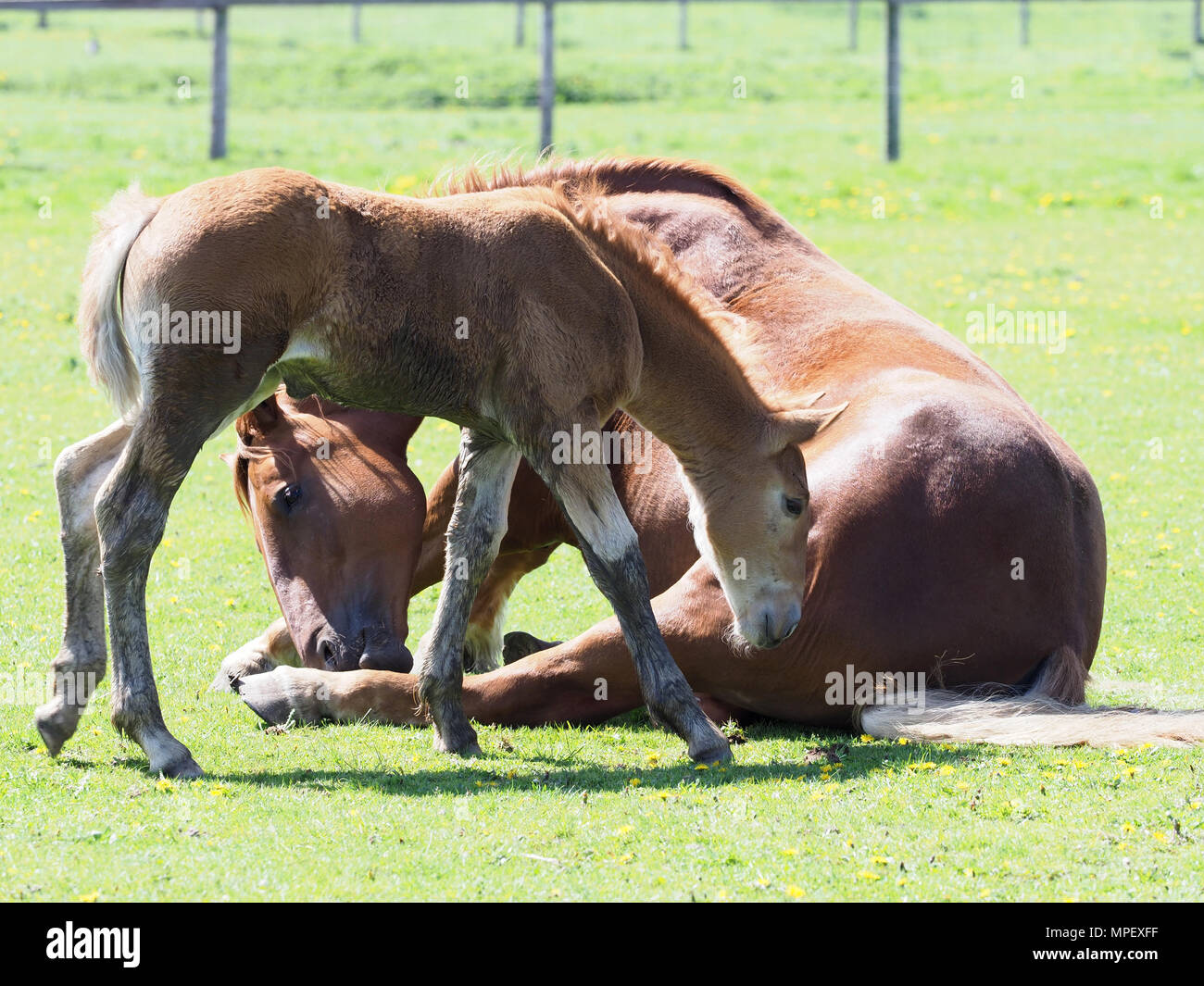 Eine seltene Rasse Suffolk Punch Stute und Fohlen. Stockfoto