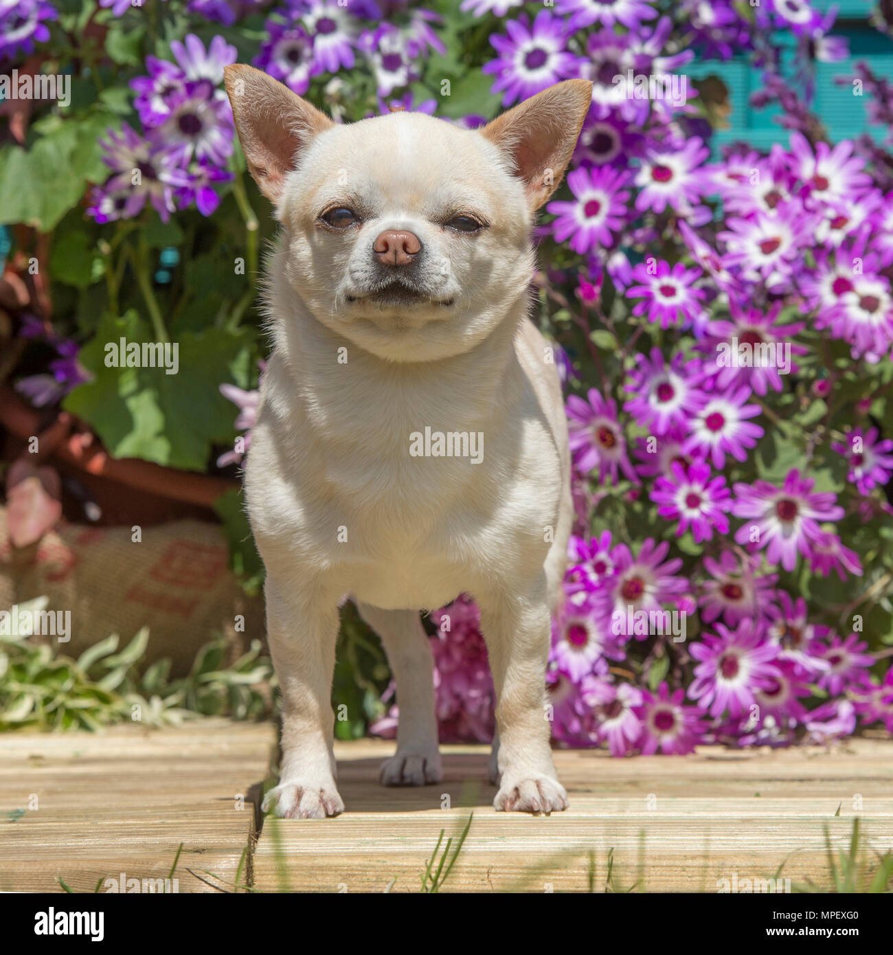 Chihuahua; glatt beschichtet Stockfoto