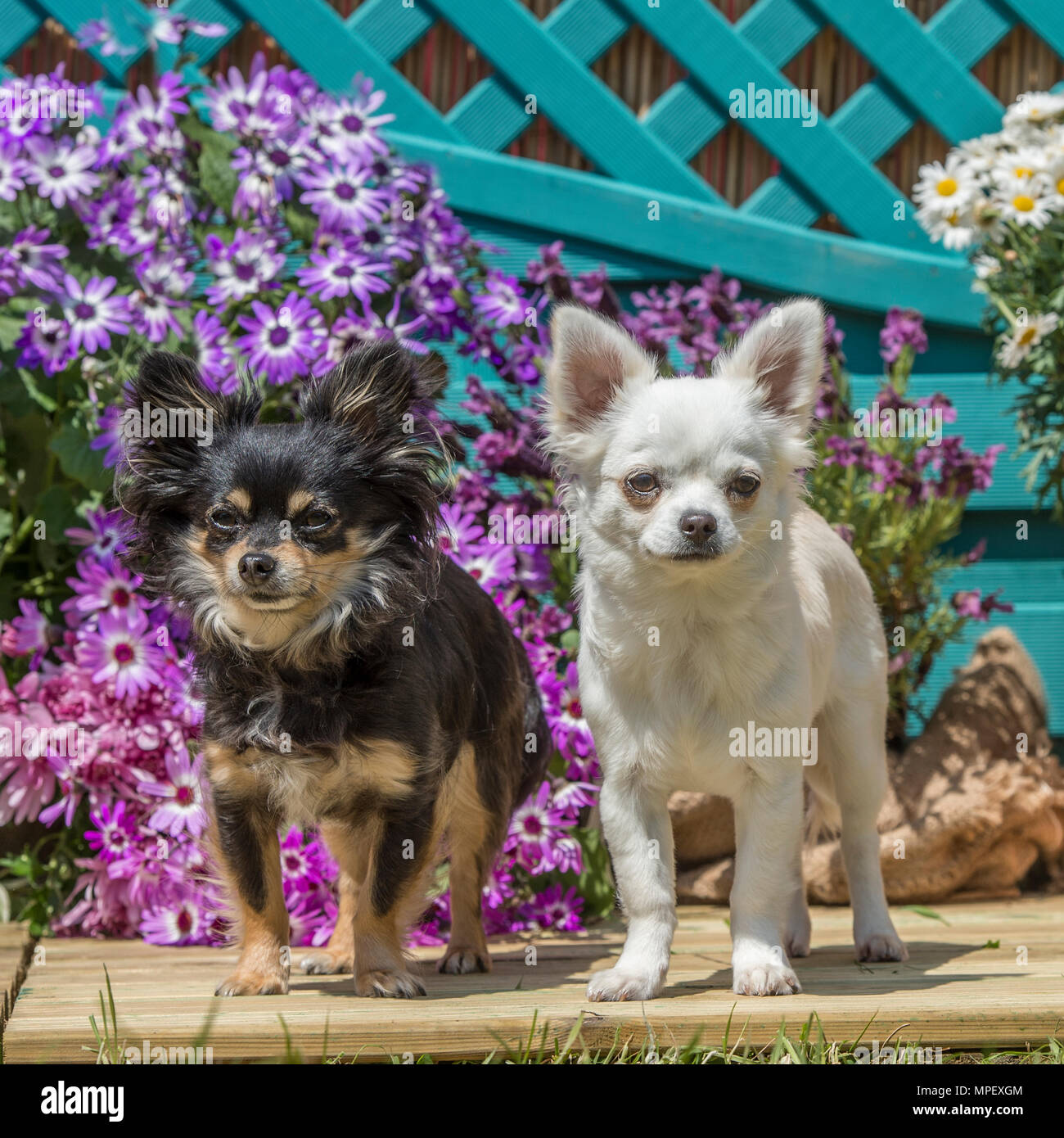 Chihuahua lange beschichtet Stockfoto