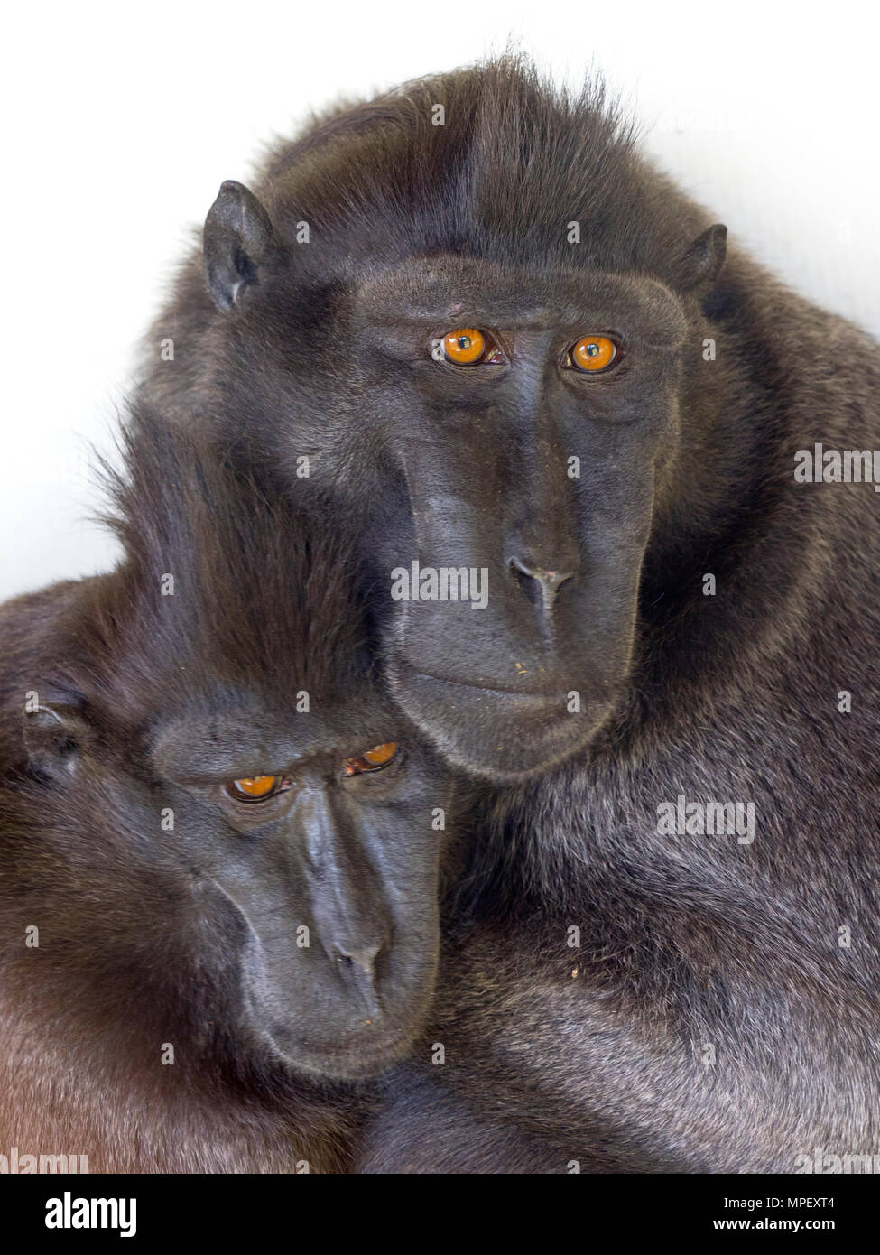 Crested macaque Macaca nigra auch als Crested schwarzen Makaken bekannt, Sulawesi crested Makaken, oder die Schwarze ape Stockfoto