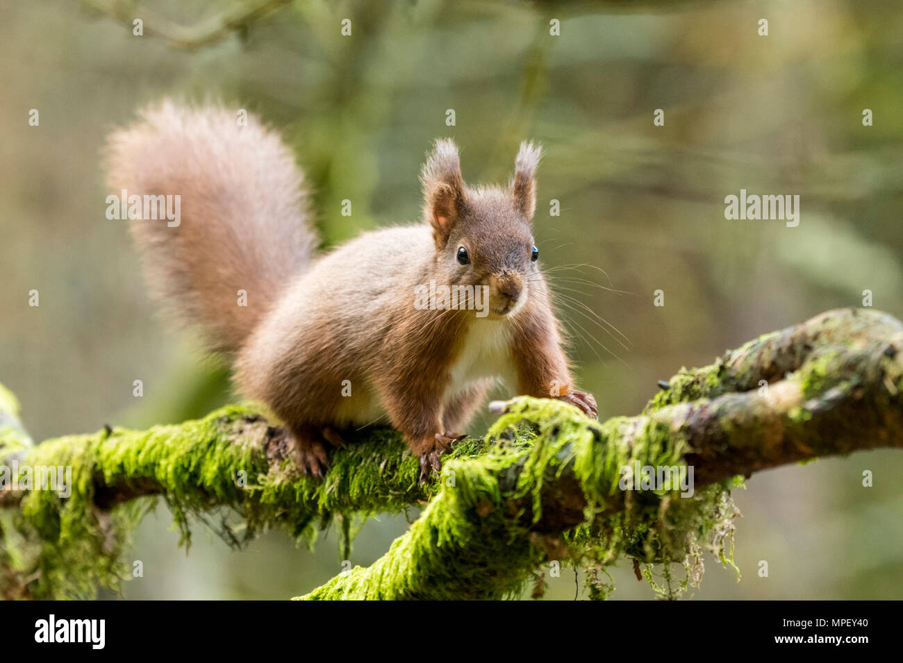 Single, niedliche Eichhörnchen zu Ast festhalten und frech auf der Suche rund um Snaizeholme Eichhörnchen Trail, in der Nähe von Hawes, Yorkshire Dales, England, Großbritannien Stockfoto