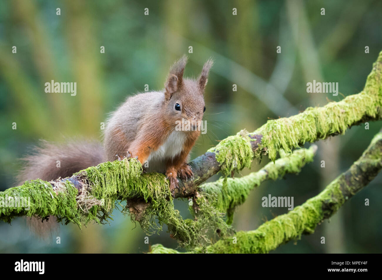 Single, niedliche Eichhörnchen zu Ast festhalten und frech auf der Suche rund um Snaizeholme Eichhörnchen Trail, in der Nähe von Hawes, Yorkshire Dales, England, Großbritannien Stockfoto