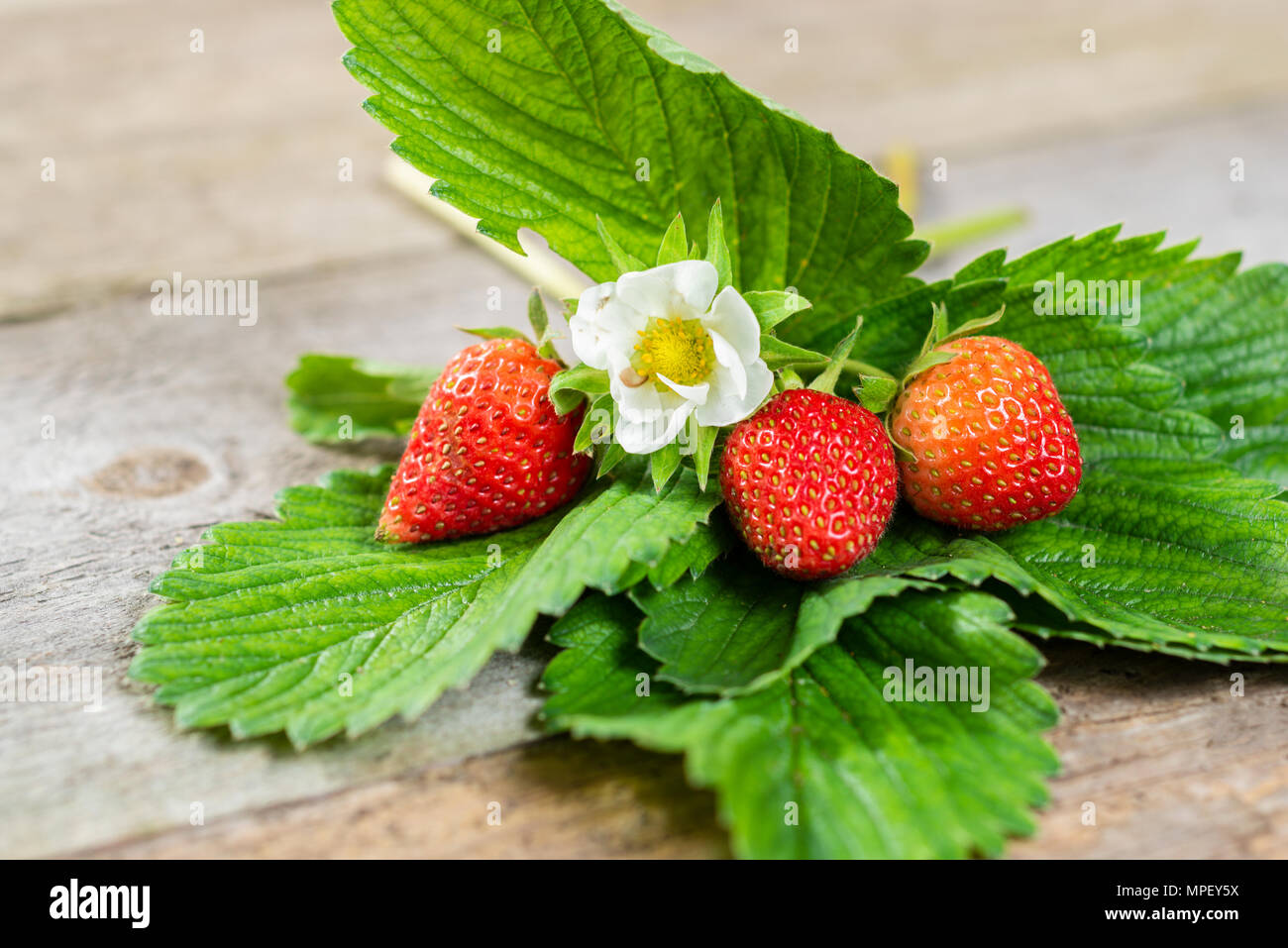 Natürliche Erdbeeren und Blätter auf dem Boden Stockfoto