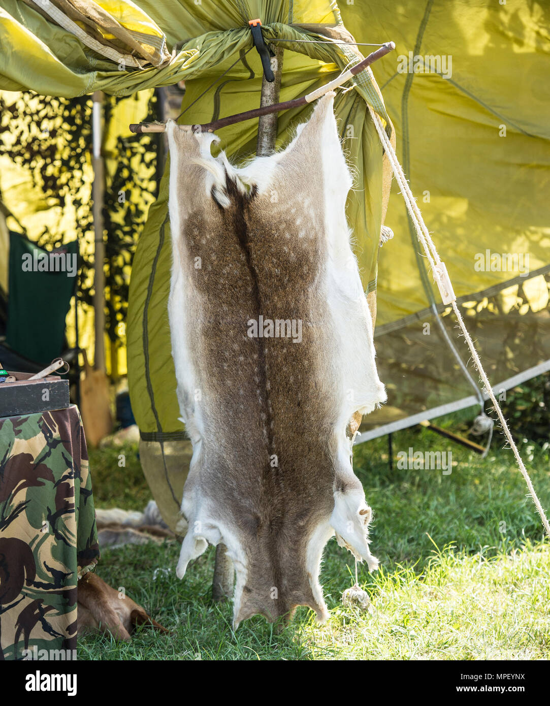 Damwild Haut Stockfoto