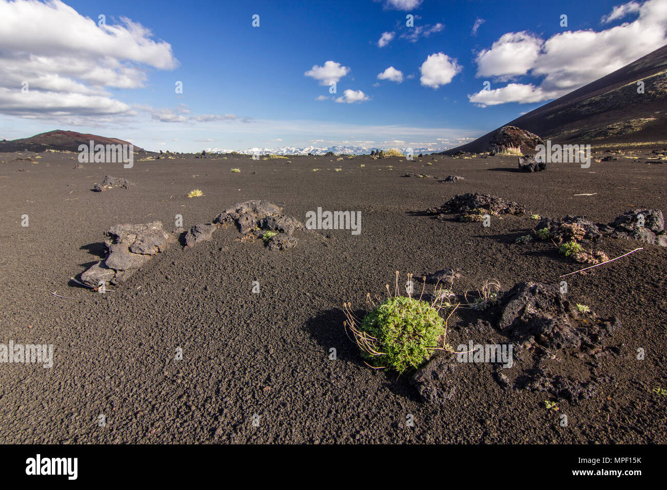 Feld mit schwarzem Sand vulkanischen Ursprungs mit wenig Vegetation Stockfoto