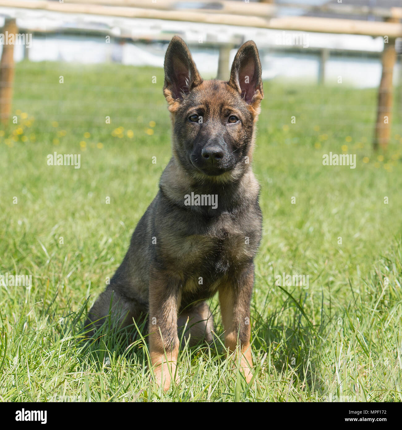 Deutscher Schäferhund-Hund-Welpe Stockfoto