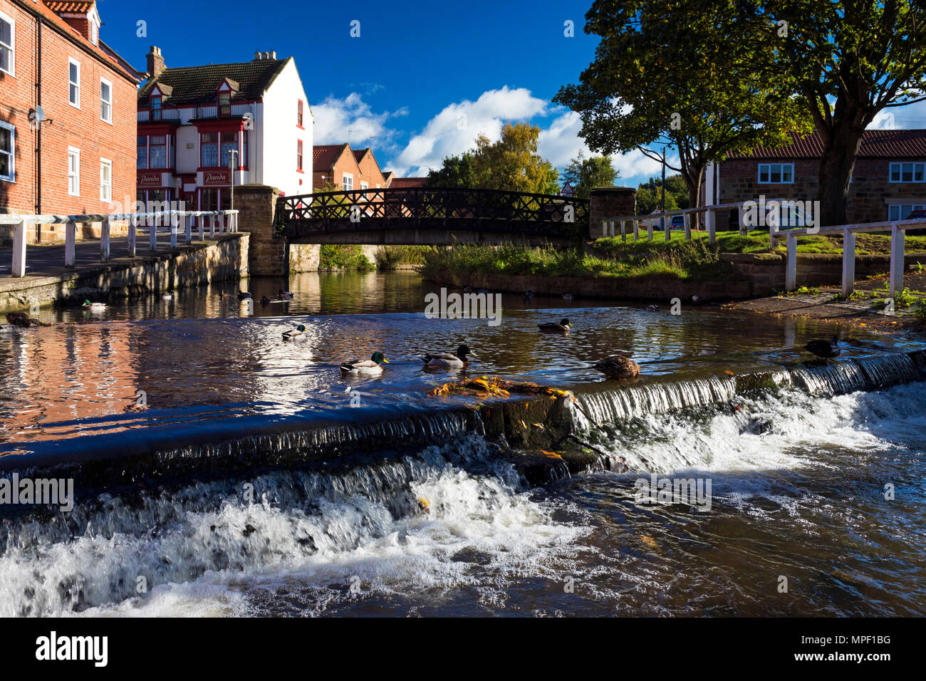 Enten auf Wehr am Fluß Leven an Stokesley, North Yorkshire, Großbritannien Stockfoto