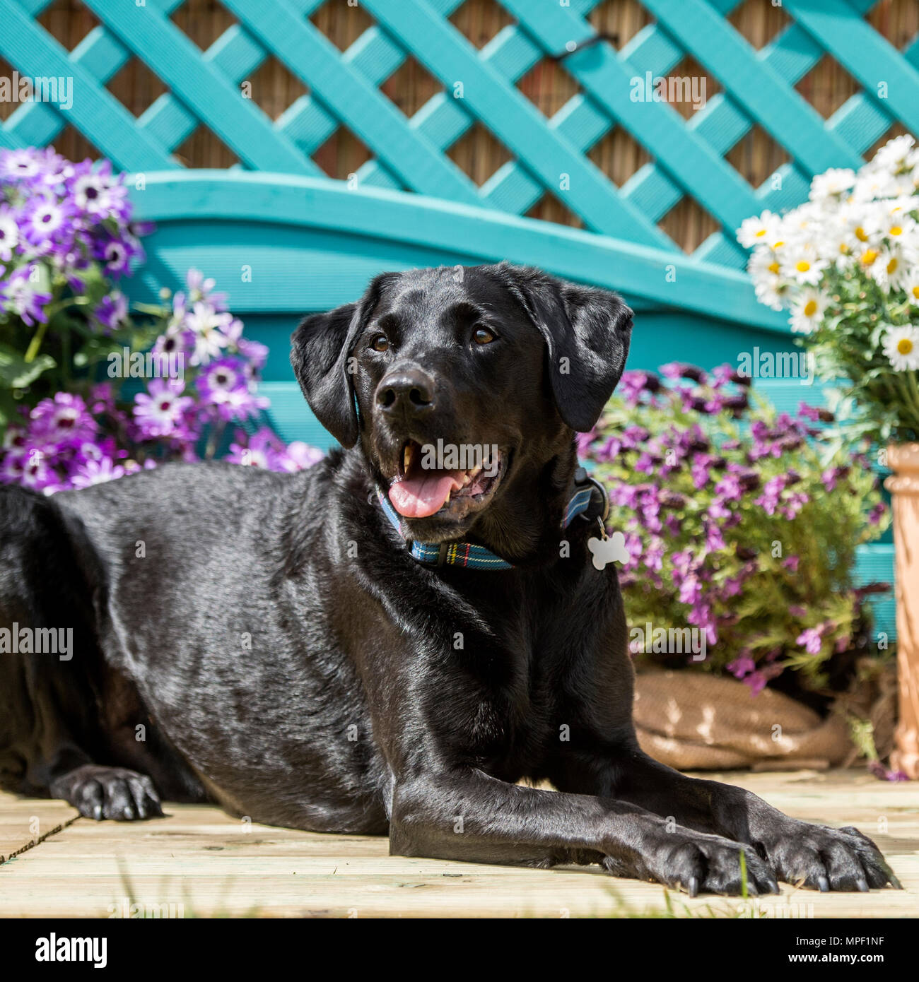 Labrador Retriever SCHWARZ Stockfoto