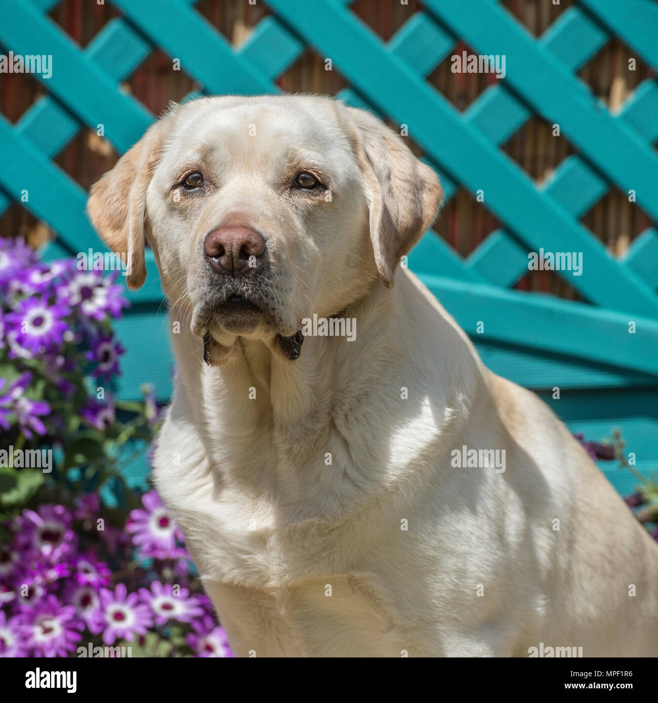 gelber Labrador retriever Stockfoto
