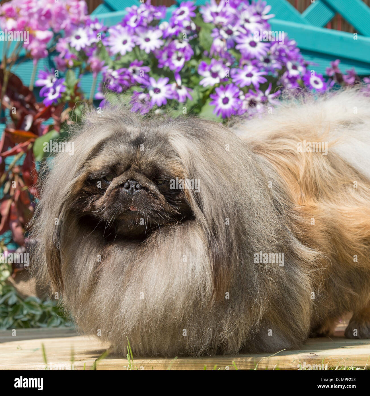 Pekinese Stockfoto