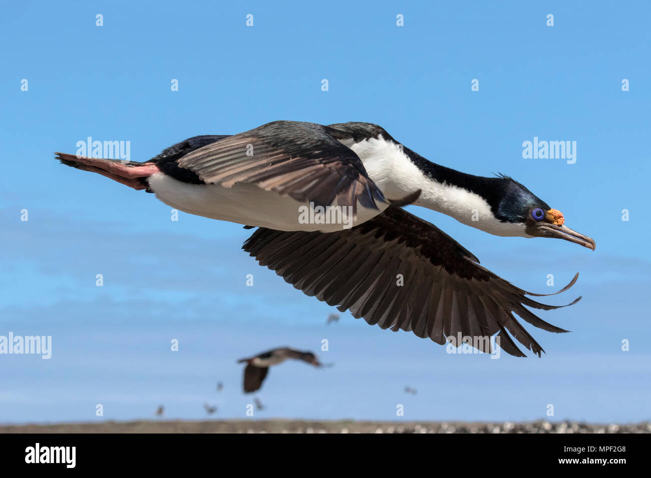 König-Kormoran Stockfoto