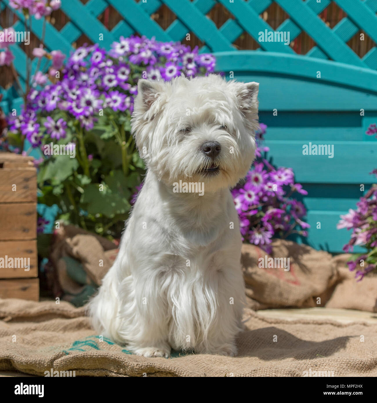West Highland White terrier Stockfoto