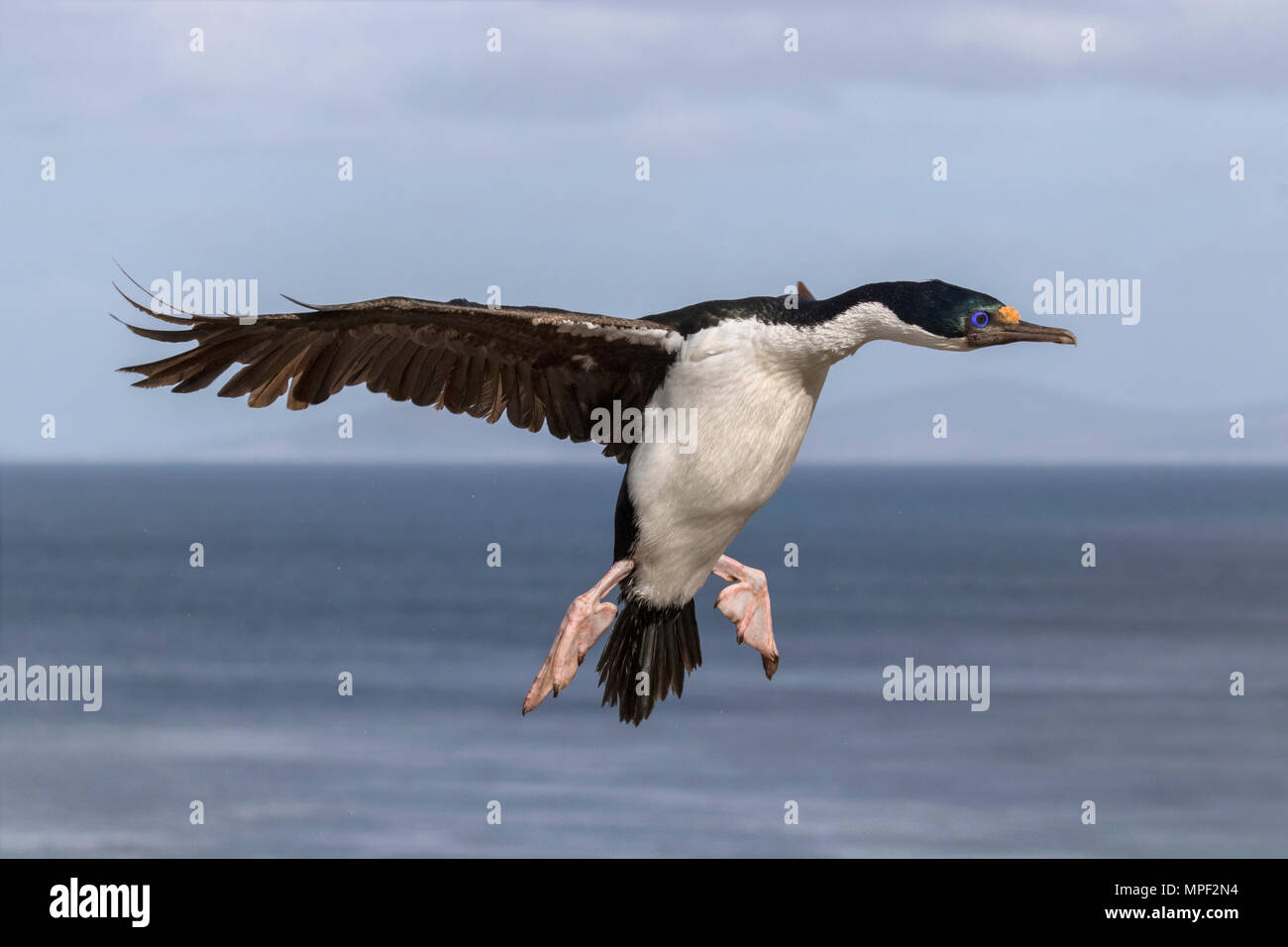 König-Kormoran Stockfoto