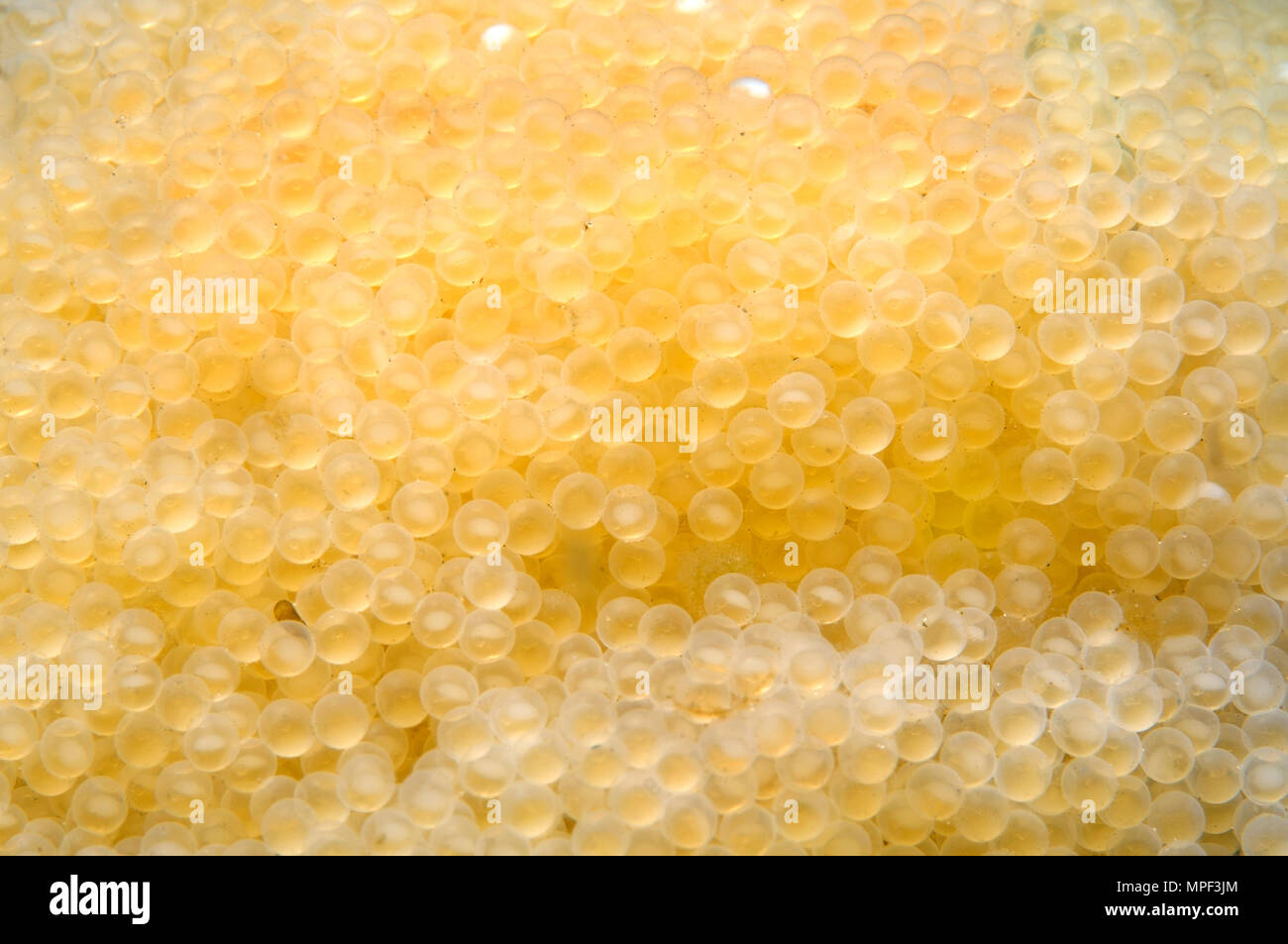 Textur der frische weiße Beluga Kaviar Kaviar (Albino). Weiß luxus Kaviar als Hintergrund. Stockfoto