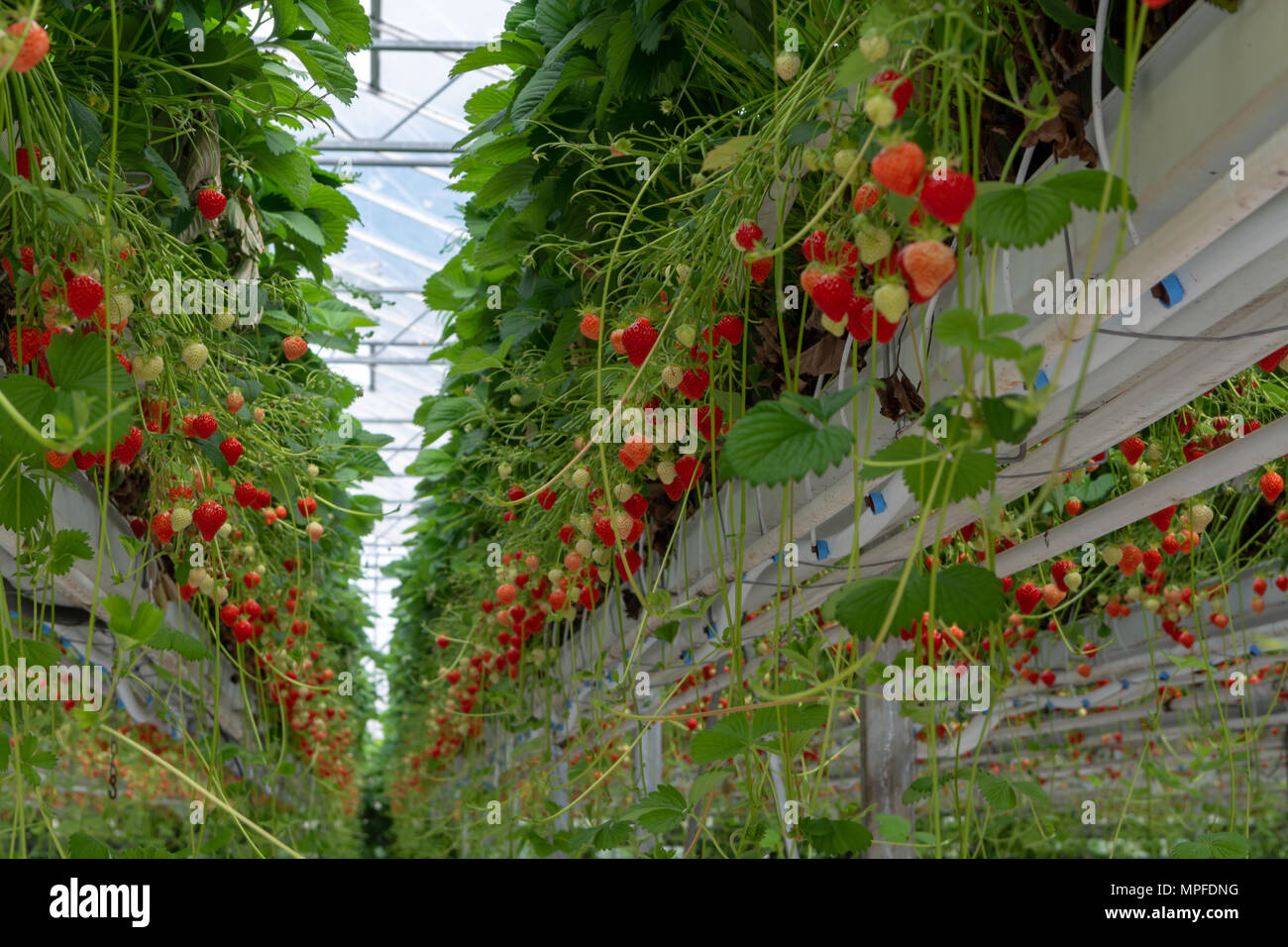 Gewachshaus Mit Zeilen Von Reifen Roten Erdbeeren Pflanzen Zur
