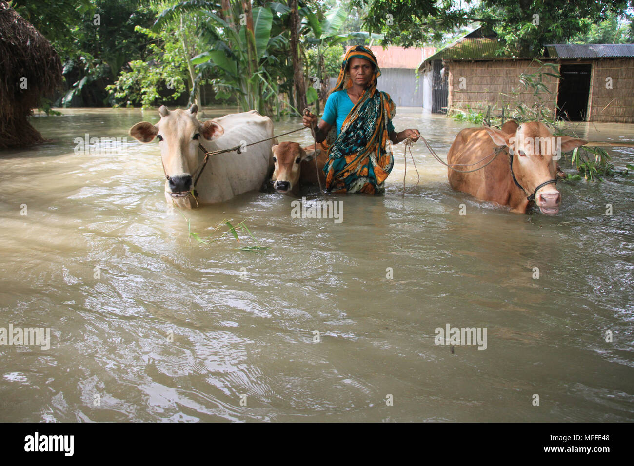 Bangladesch. Flut betroffenen Menschen in Bangladesch. Bangladesch hat jedes Jahr Hochwasser aufgrund der verheerenden Monsunregen, Flash-Flut und Anstieg der weltweiten Temperatur wie die Schmelzwasser aus dem Himalaya gelitten. Millionen Menschen sind betroffen und viele während der Flut in diesem Land getötet. Menschen leiden unter Nahrungsmittelknappheit, reines Trinkwasser, Krankheiten und viele von ihnen den Verlust ihrer Häuser, Vieh, Getreide und Sie gehen durch die katastrophale Situation während und nach dem Hochwasser. © REHMAN Asad/Alamy Stock Foto Stockfoto