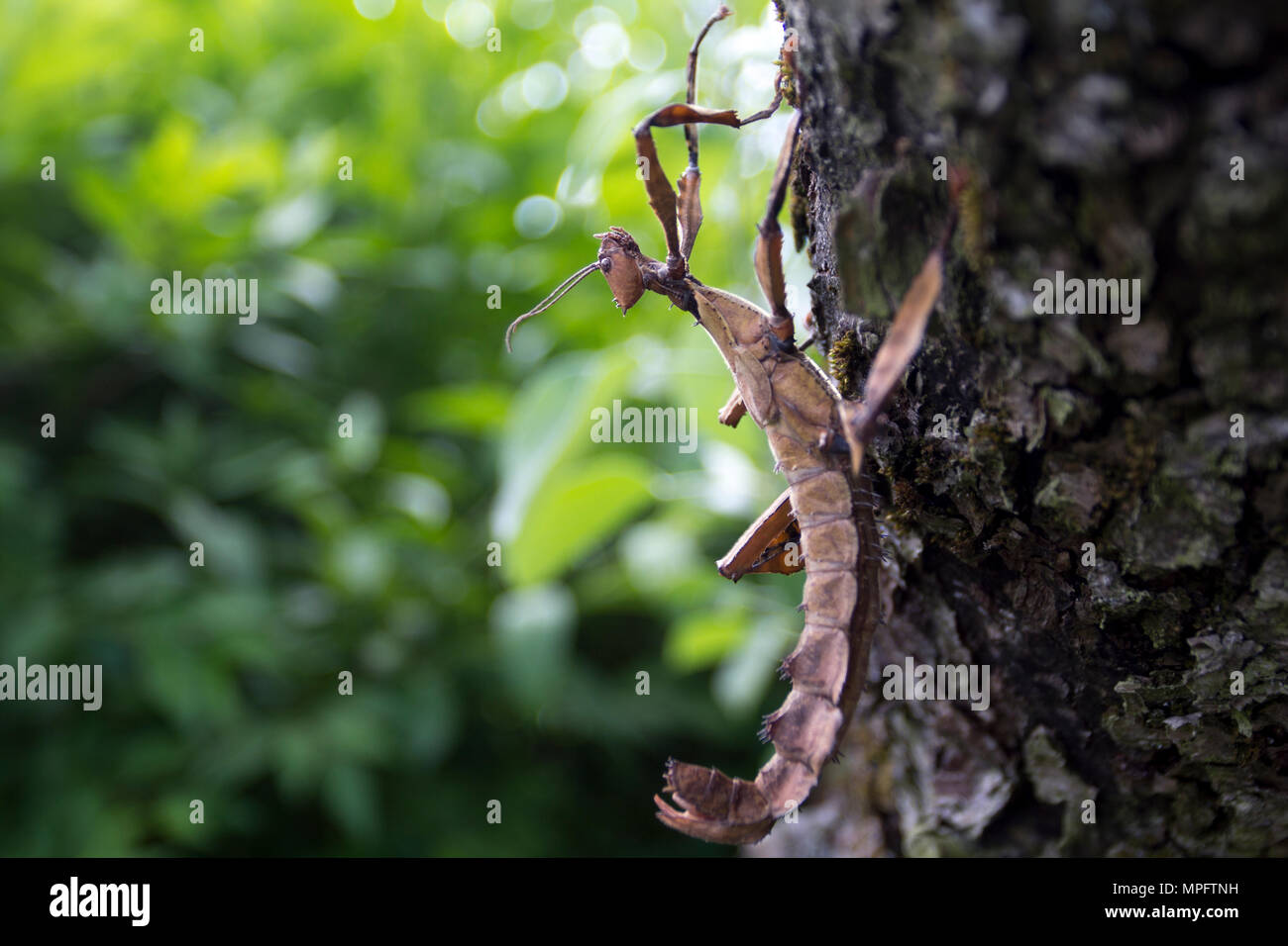 Stacheligen Heuschrecke Stockfoto