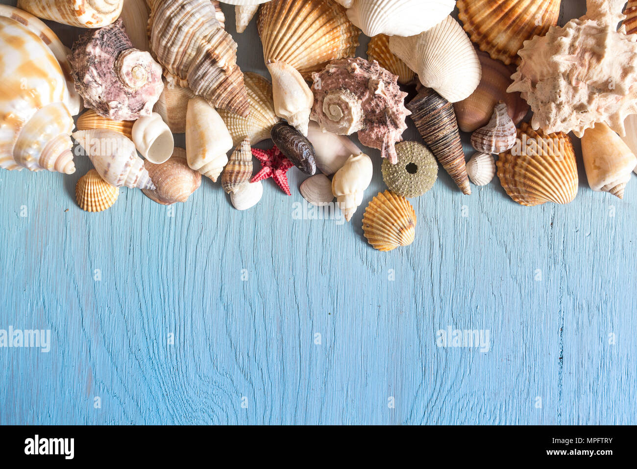 Marine Muscheln auf Blau Holz- Hintergrund. Sommer Hintergrund. Stockfoto