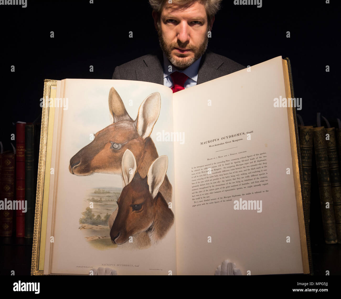Bonhams, New Bond Street, London, UK. 23 Mai, 2018. Birds of a Feather, eine der schönsten Sammlungen von ornithologische Bücher in privaten Händen - Wassenaar Zoo: eine niederländische Private Bibliothek - ist auf Anzeige bei Bonhams, bevor es am 30. Mai. Die Kollektion enthält auch zoologische Werke auf Katzen, Affen, Fische, Chamäleons, Elefanten und andere Tiere, wurde in den 1950er montiert s die Arbeit von Wassenaar Zoo, die da geschlossen hat, zu ergänzen. Foto: Matthew Haley, Leiter der Bücher bei Bonhams, mit der Sammlung. Credit: Malcolm Park/Alamy Leben Nachrichten. Stockfoto